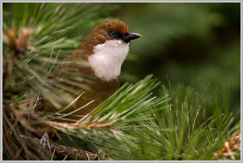 Unbekannter Vogel