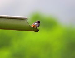 Unbekannter Vogel