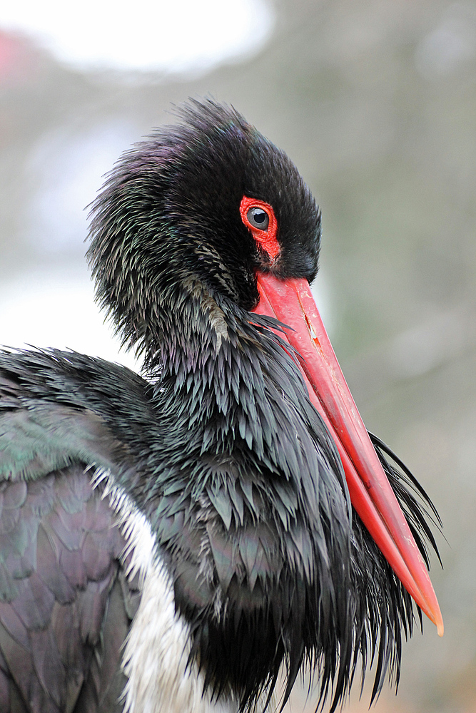 Unbekannter Vogel