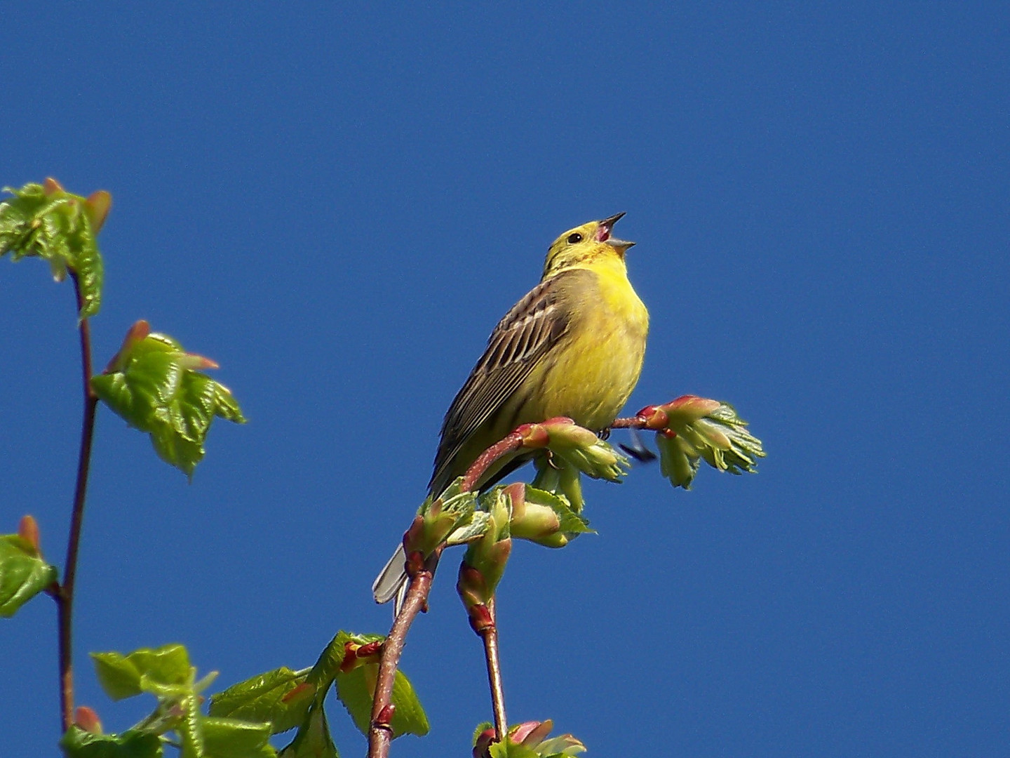 unbekannter Vogel