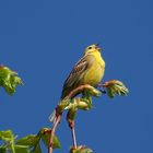 unbekannter Vogel