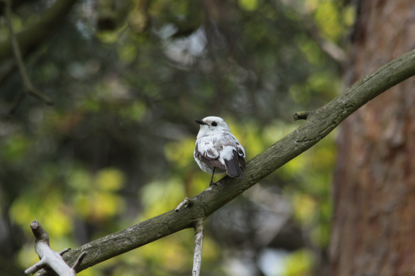 unbekannter Vogel