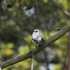 unbekannter Vogel