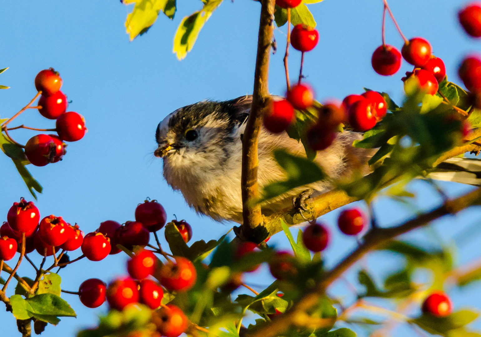 unbekannter Vogel