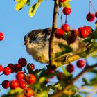 unbekannter Vogel