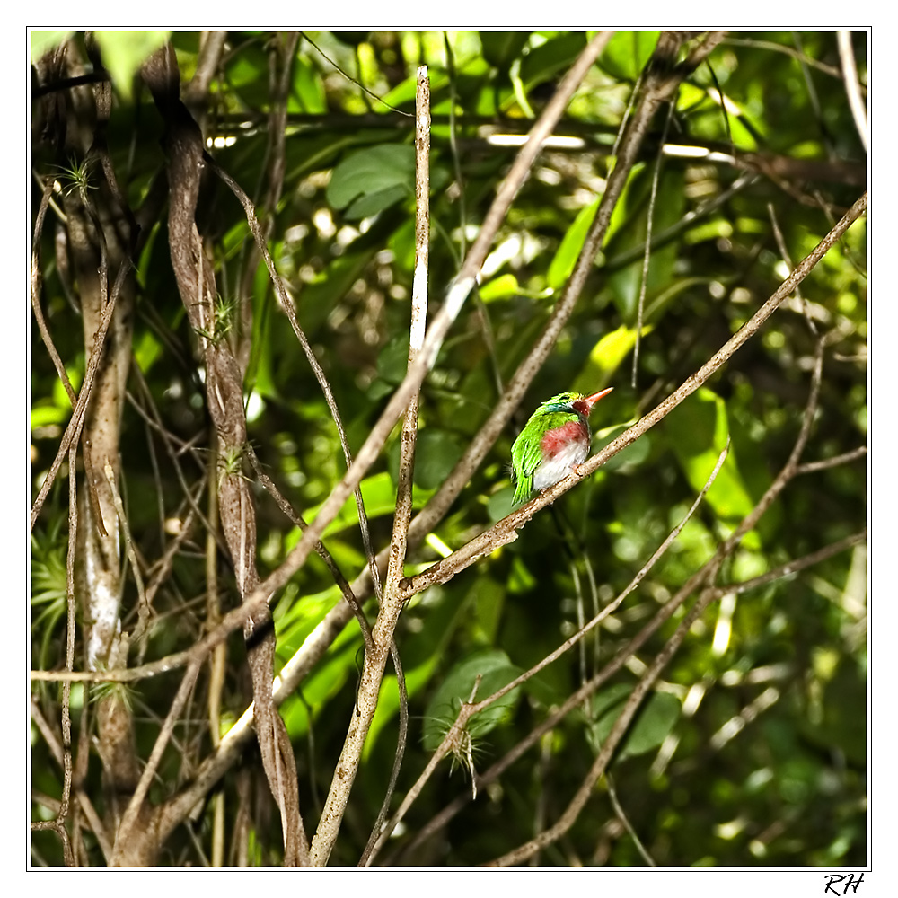 Unbekannter Vogel