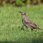 Unbekannter Vogel