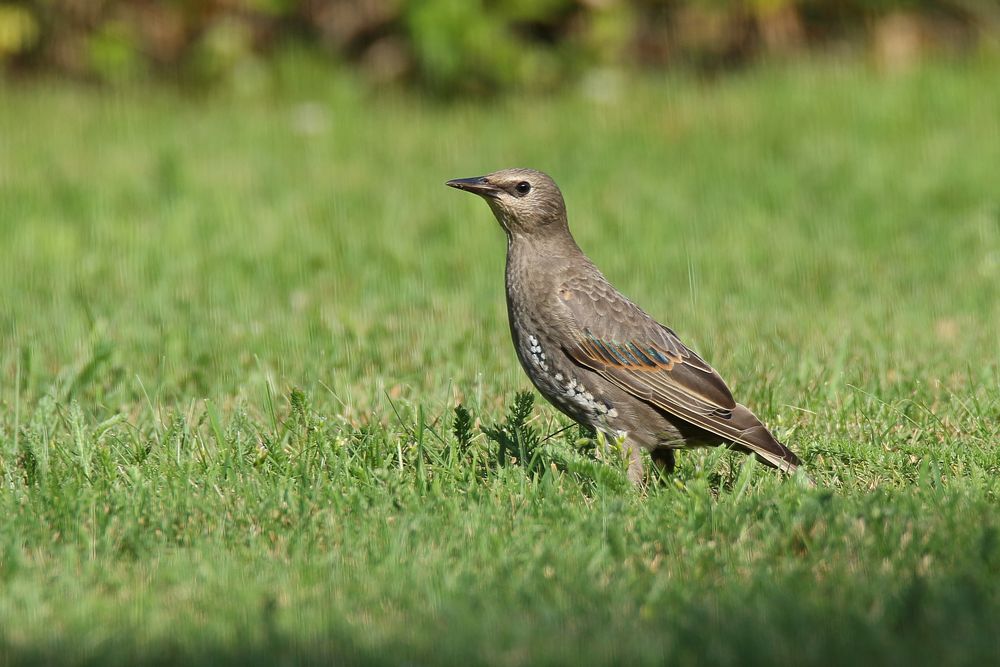 Unbekannter Vogel