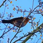 Unbekannter Vogel