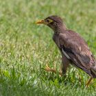 Unbekannter Vogel - Hirtenmaina Farbvariante?