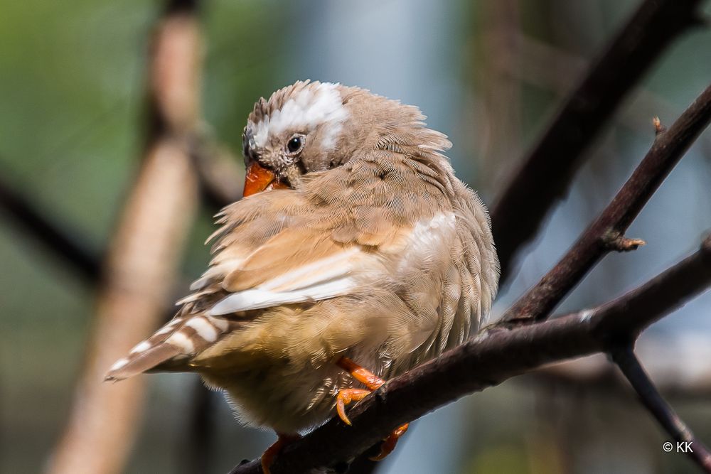 Unbekannter Vogel II