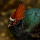 unbekannter Vogel im Exotenhaus Zoo K'he