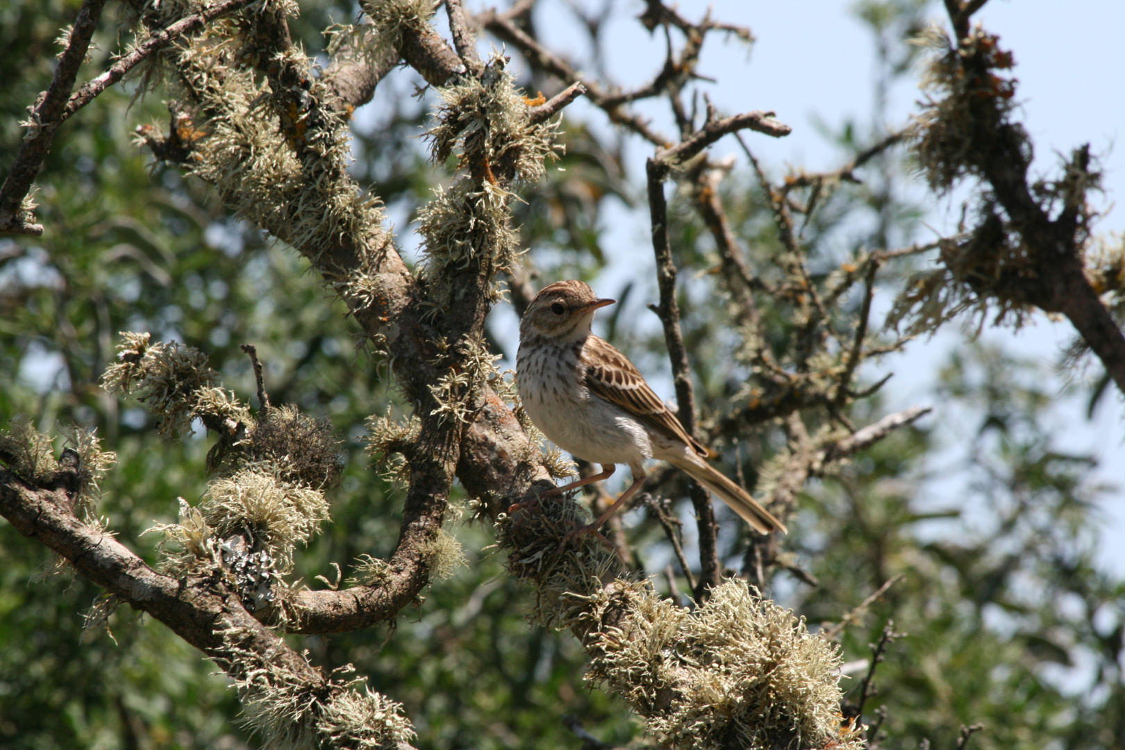 unbekannter Vogel im Urwaldbaum