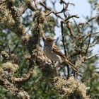 unbekannter Vogel im Urwaldbaum