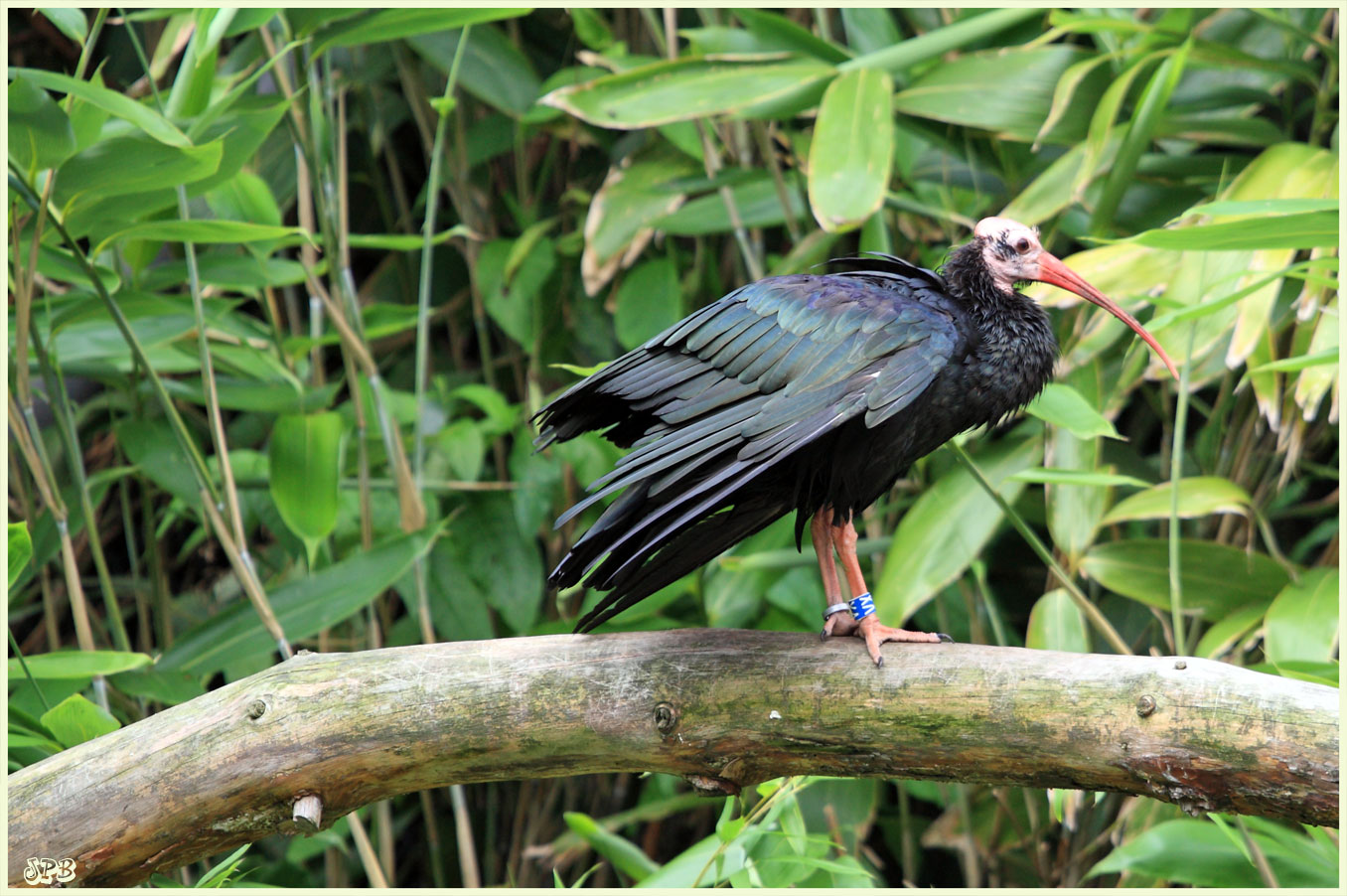 unbekannter Vogel im Zoo Köln