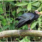 unbekannter Vogel im Zoo Köln