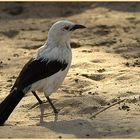 Unbekannter Vogel in der Abendsonne