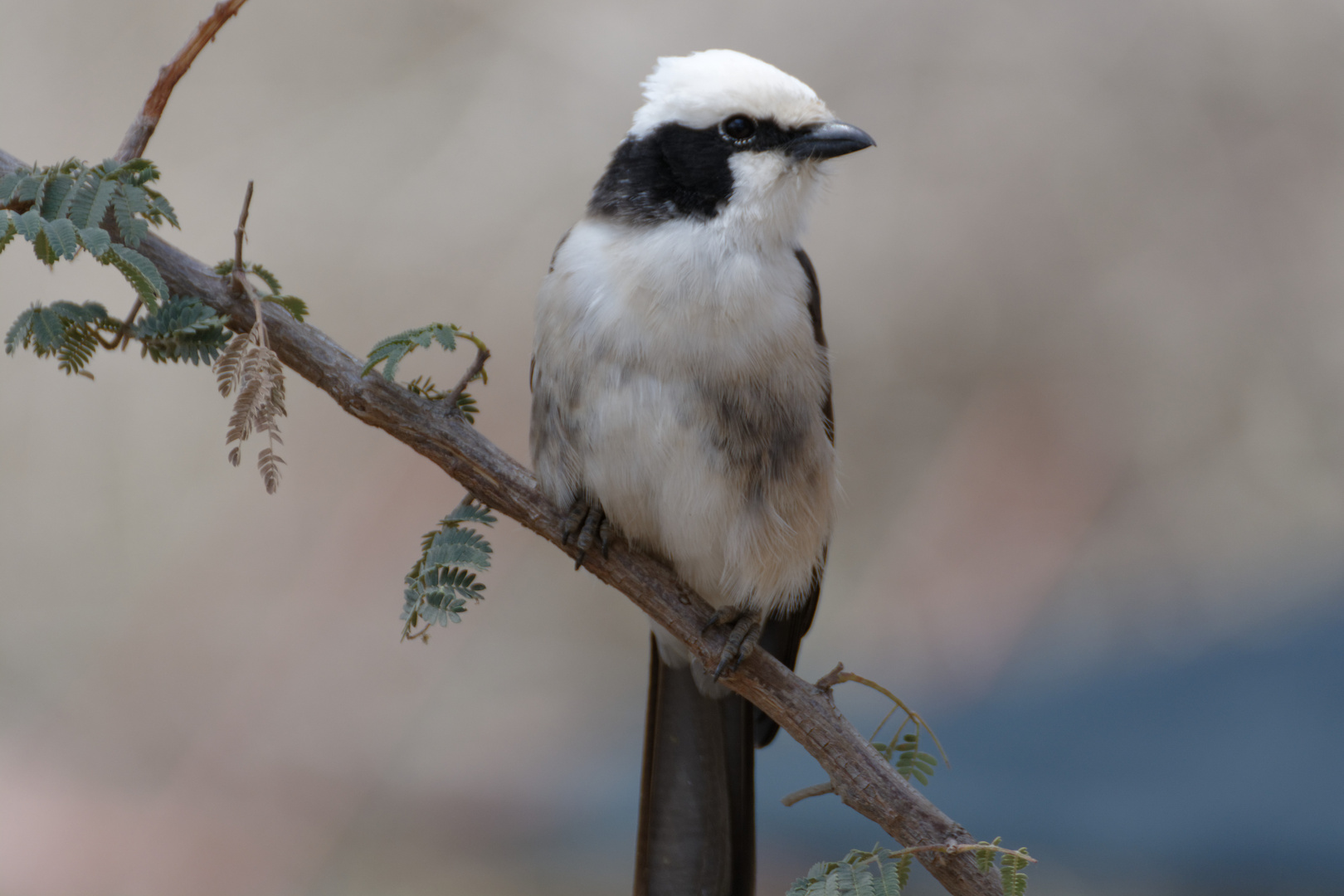 unbekannter Vogel mit Schneemütze