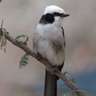 unbekannter Vogel mit Schneemütze