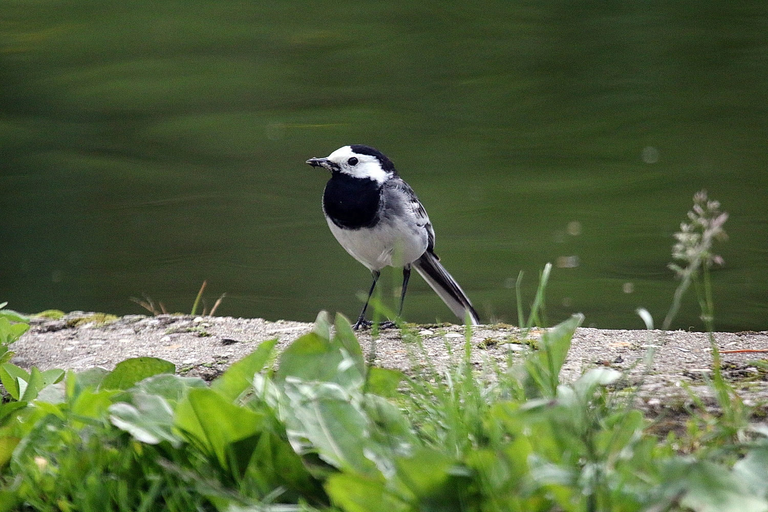 Unbekannter Vogel namens Bachstelze