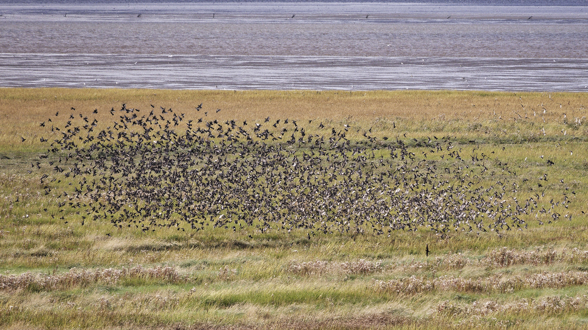 Unbekannter Vogelschwarm über dem Vorland bei Cuxhaven-Duhnen