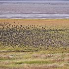 Unbekannter Vogelschwarm über dem Vorland bei Cuxhaven-Duhnen