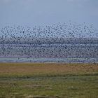 Unbekannter Vogelschwarm über dem Vorland bei Cuxhaven-Duhnen. Singvögel oder Limikolen?
