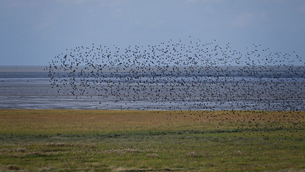 Unbekannter Vogelschwarm über dem Vorland bei Cuxhaven-Duhnen. Singvögel oder Limikolen?