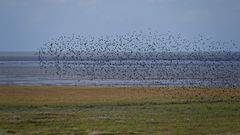 Unbekannter Vogelschwarm über dem Vorland bei Cuxhaven-Duhnen. Singvögel oder Limikolen?