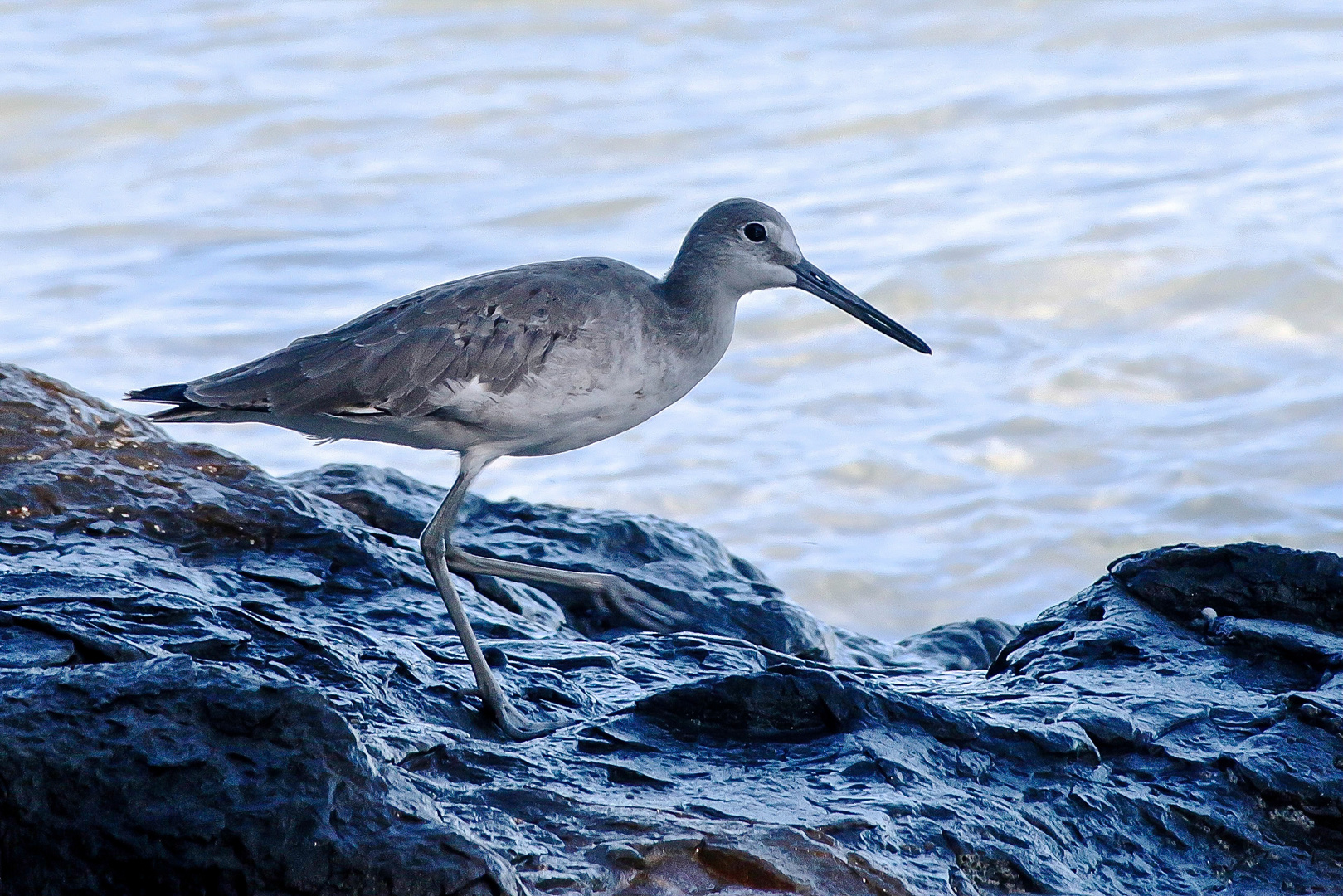 unbekannter Wasservogel