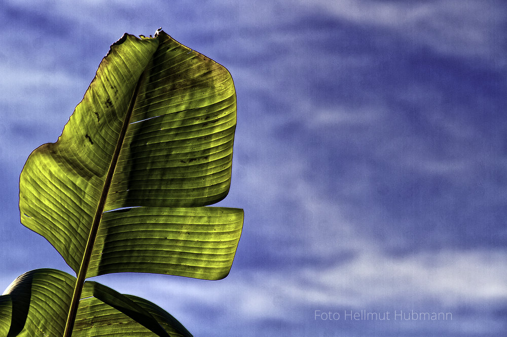 UNBEKANNTES BLATT AM WEGESRAND