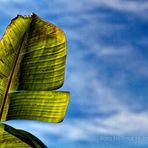 UNBEKANNTES BLATT AM WEGESRAND