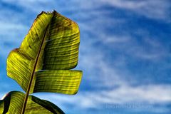 UNBEKANNTES BLATT AM WEGESTAND