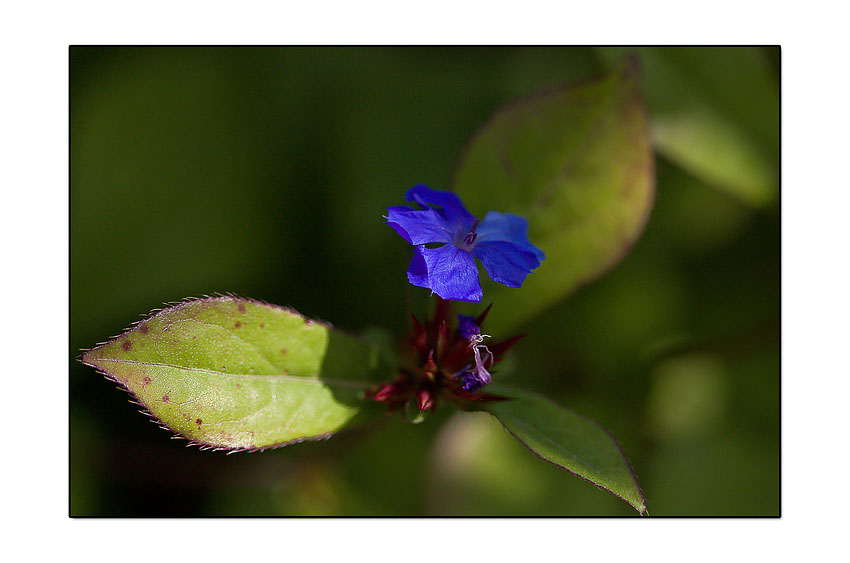 unbekanntes BLAU