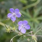 unbekanntes blaues Blümchen