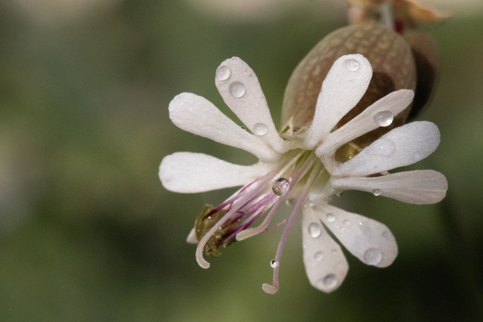 unbekanntes Blümchen