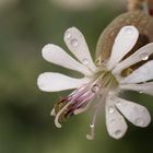 unbekanntes Blümchen