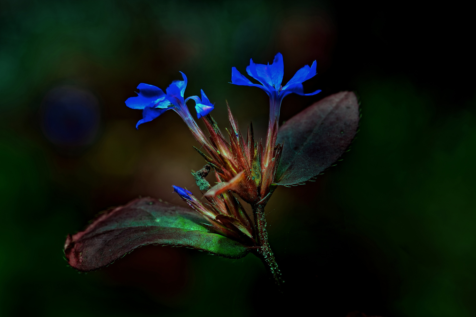 Unbekanntes Blümchen