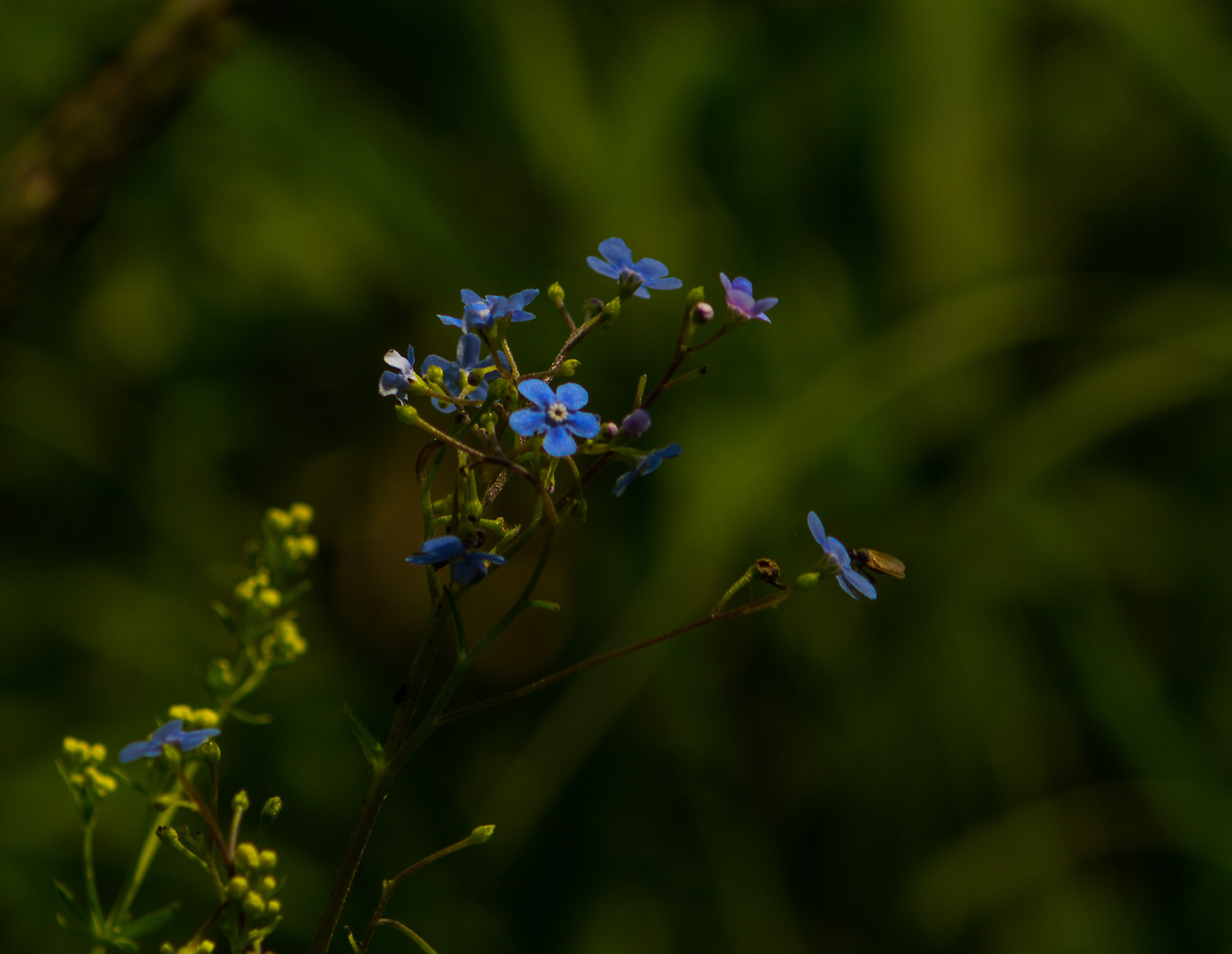 Unbekanntes Blümchen