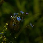 Unbekanntes Blümchen