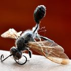 Unbekanntes Flugobjekt, eine Insekt-Mumie