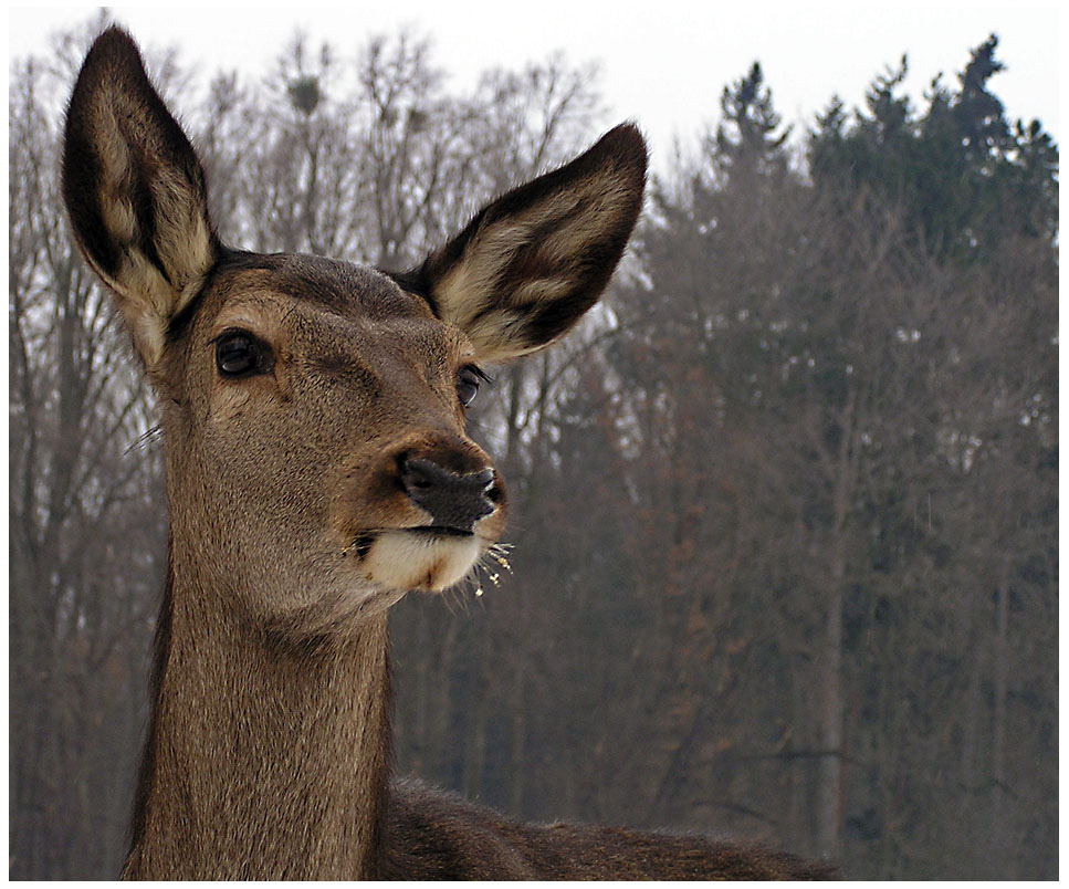 unbekanntes Geräusch