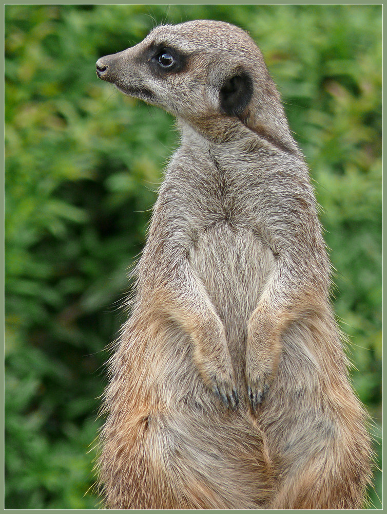 unbekanntes Hörnchen