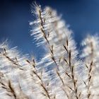 UNBEKANNTES IM LEISEN HERBSTWIND