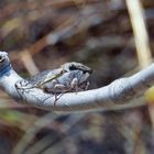 Unbekanntes Insekt gesehen bei Wanderung auf Madagaskar