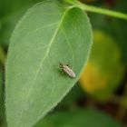 Unbekanntes Insekt im Garten