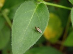 Unbekanntes Insekt im Garten