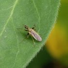 Unbekanntes Insekt im Garten