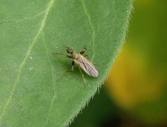 Unbekanntes Insekt im Garten