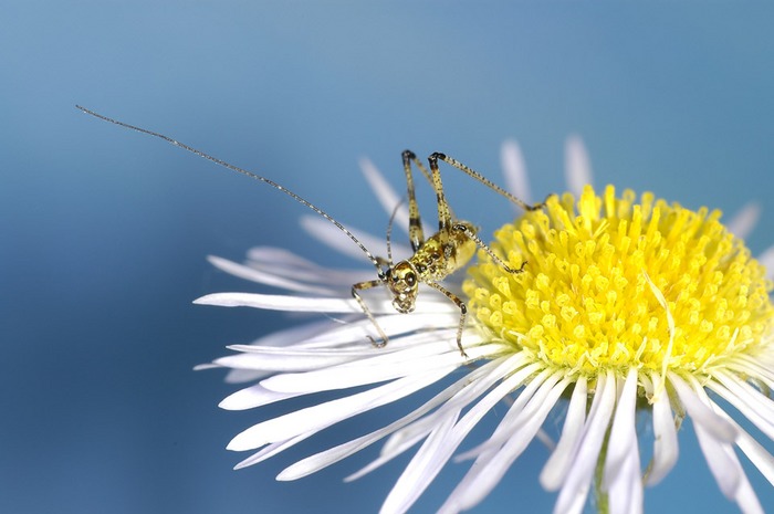 unbekanntes Kleintier auf Gänseblümchen